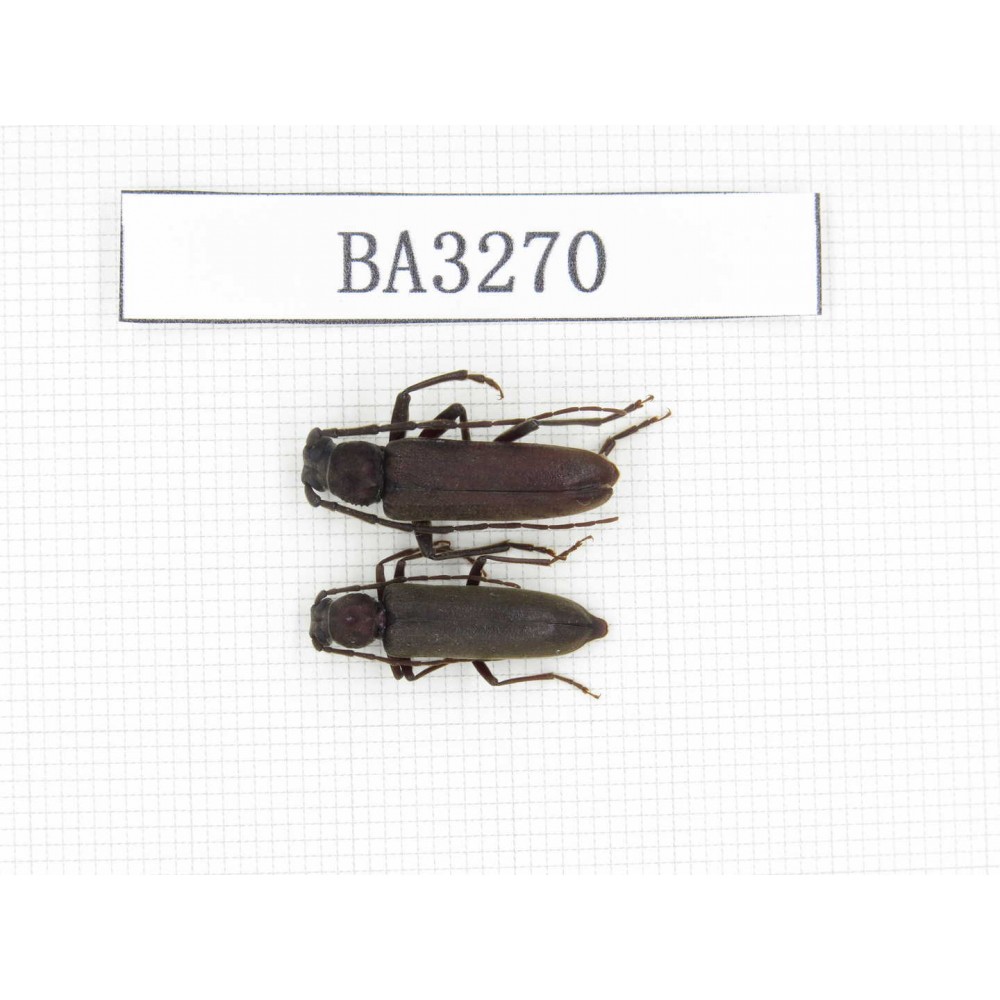 Cerambycidae sp. China, Tibet, Linzhi, Bomi county. 2Pcs. BA3270.