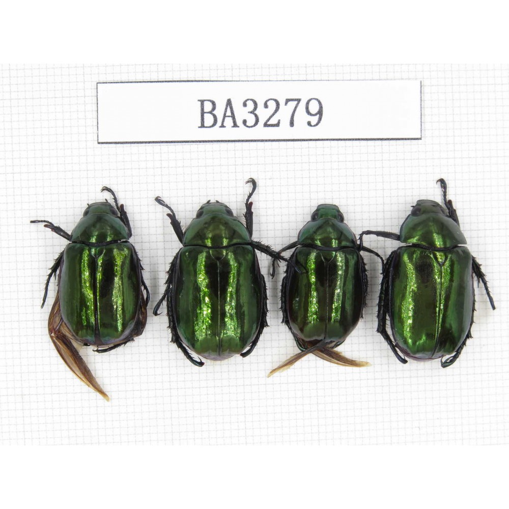 Rutelidae sp. China, Tibet, Linzhi, Bomi county. 4Pcs. BA3279.