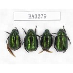 Rutelidae sp. China, Tibet, Linzhi, Bomi county. 4Pcs. BA3279.