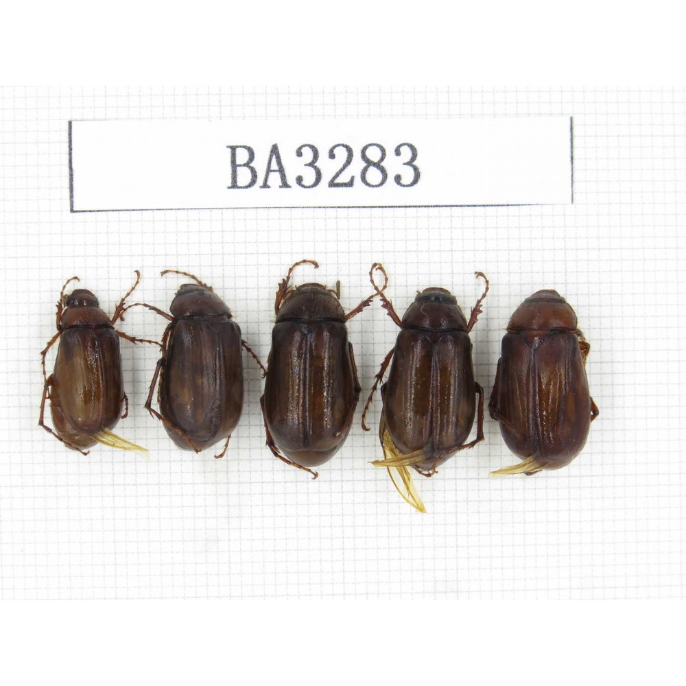 Melolonthidae sp. China, Yunnan, Dali, N of Mt.Cangshan. 5Pcs. BA3283.