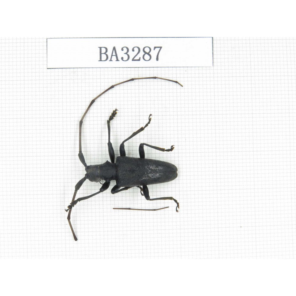 Cerambycidae sp. China, Yunnan, Honghe, Jinping county. 1Pcs. BA3287.