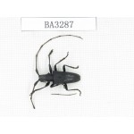 Cerambycidae sp. China, Yunnan, Honghe, Jinping county. 1Pcs. BA3287.