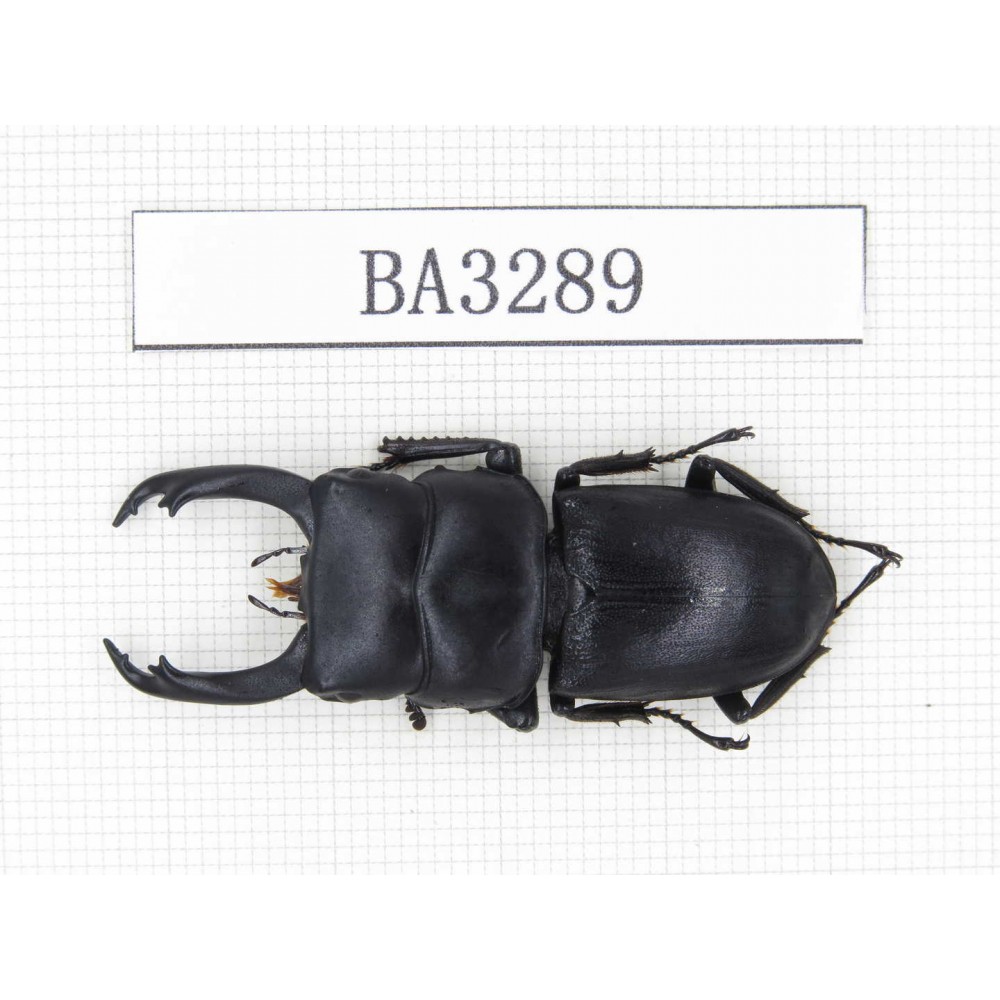 Dorcus sp. China, Yunnan, Honghe, Jinping county. 1M. BA3289.