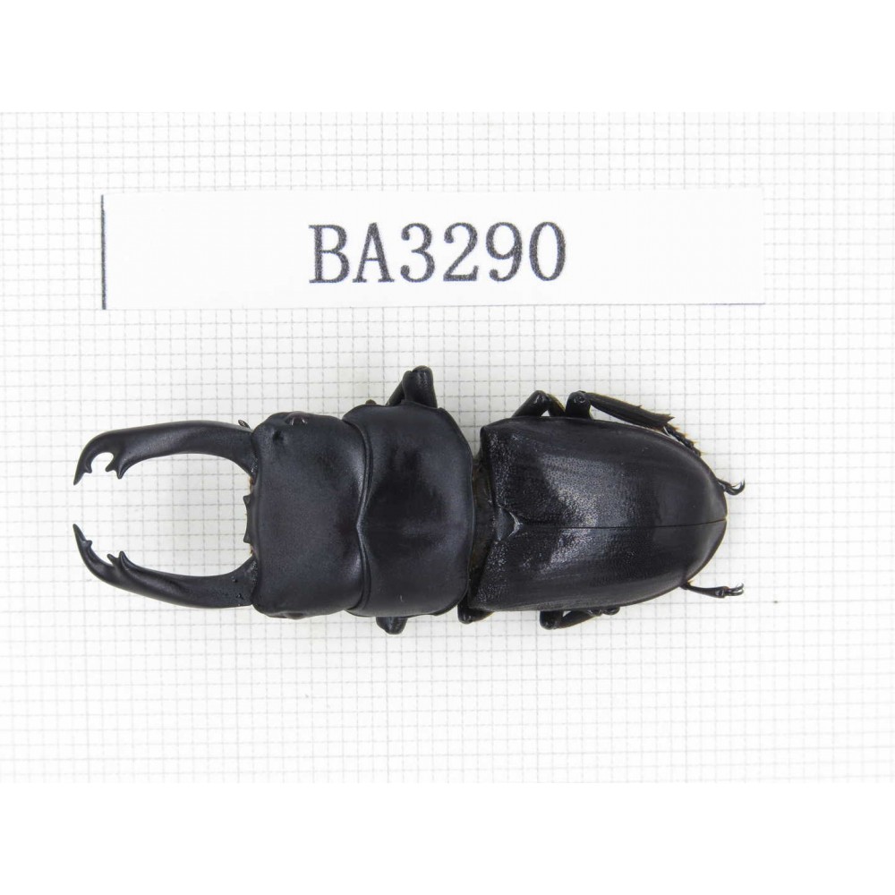 Dorcus sp. China, Yunnan, Honghe, Jinping county. 1M. BA3290.