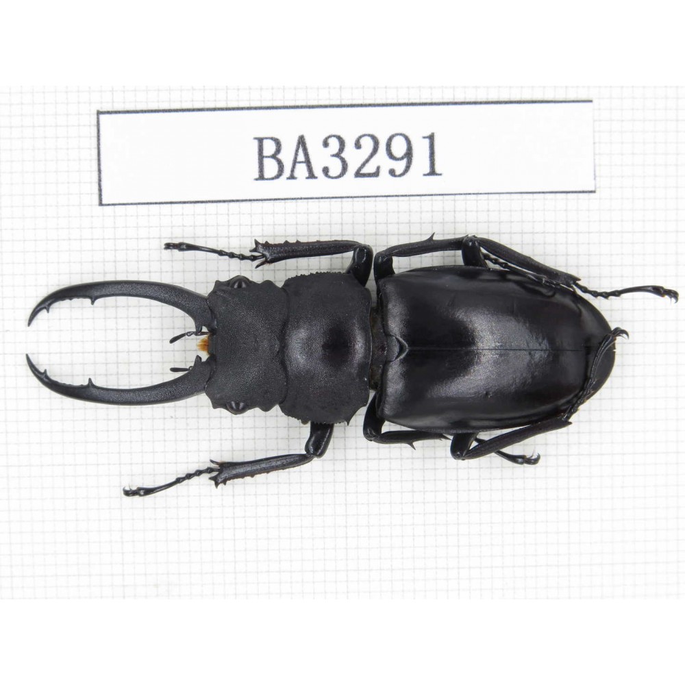 Prosopocoilus sp.  China, Yunnan, Honghe, Jinping county. 1M. BA3291.