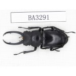 Prosopocoilus sp.  China, Yunnan, Honghe, Jinping county. 1M. BA3291.