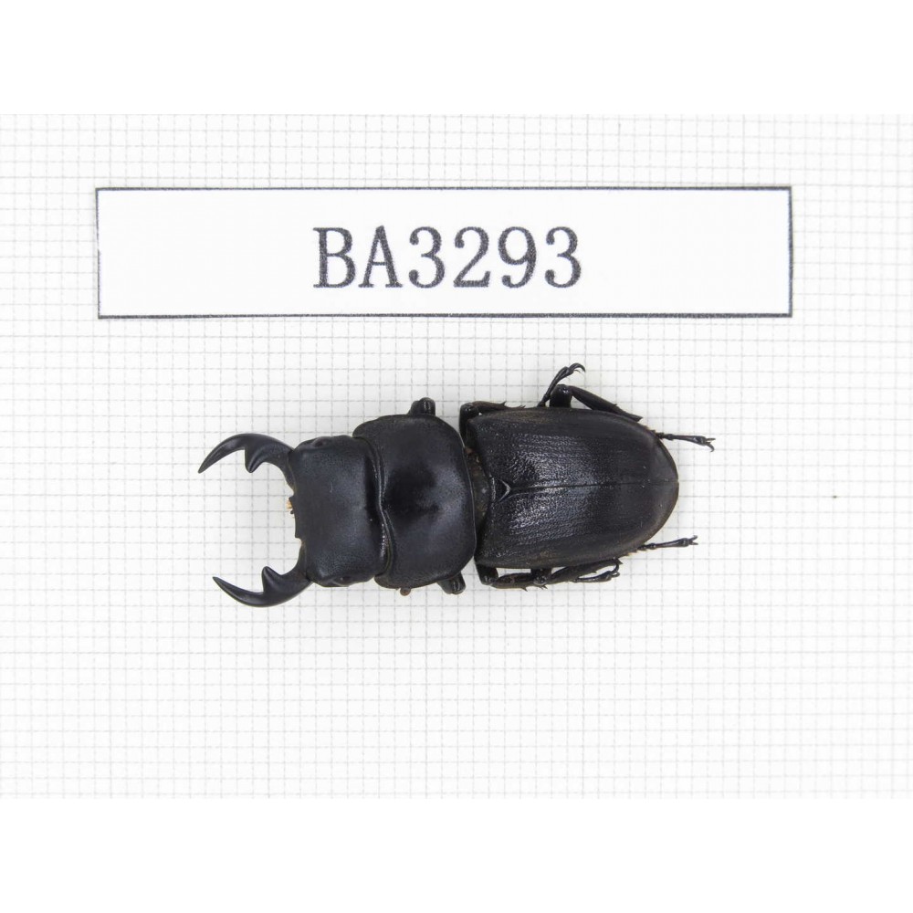 Dorcus sp. China, Yunnan, Honghe, Jinping county. 1M. BA3293.