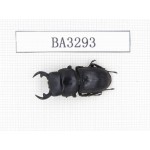 Dorcus sp. China, Yunnan, Honghe, Jinping county. 1M. BA3293.