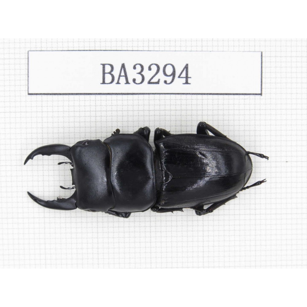 Dorcus sp. China, Yunnan, Honghe, Jinping county. 1M. BA3294.