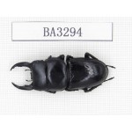 Dorcus sp. China, Yunnan, Honghe, Jinping county. 1M. BA3294.