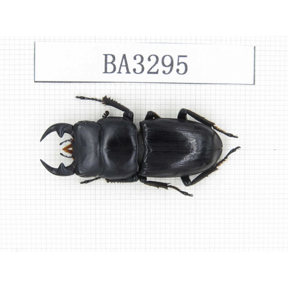 Dorcus sp. China, Yunnan, Honghe, Jinping county. 1M. BA3295.
