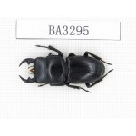 Dorcus sp. China, Yunnan, Honghe, Jinping county. 1M. BA3295.
