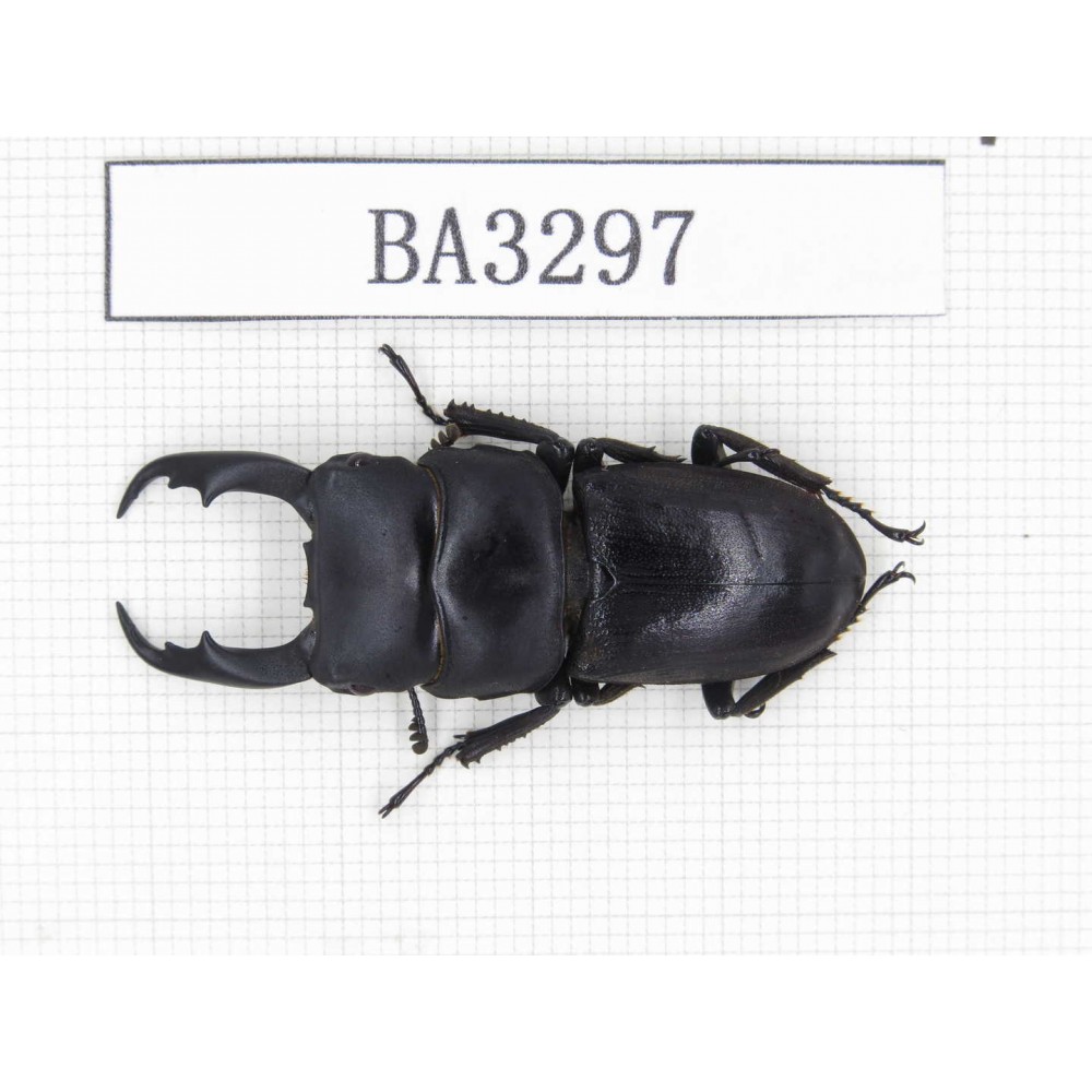 Dorcus sp. China, Yunnan, Honghe, Jinping county. 1M. BA3297.