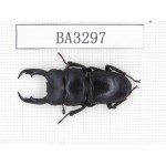 Dorcus sp. China, Yunnan, Honghe, Jinping county. 1M. BA3297.