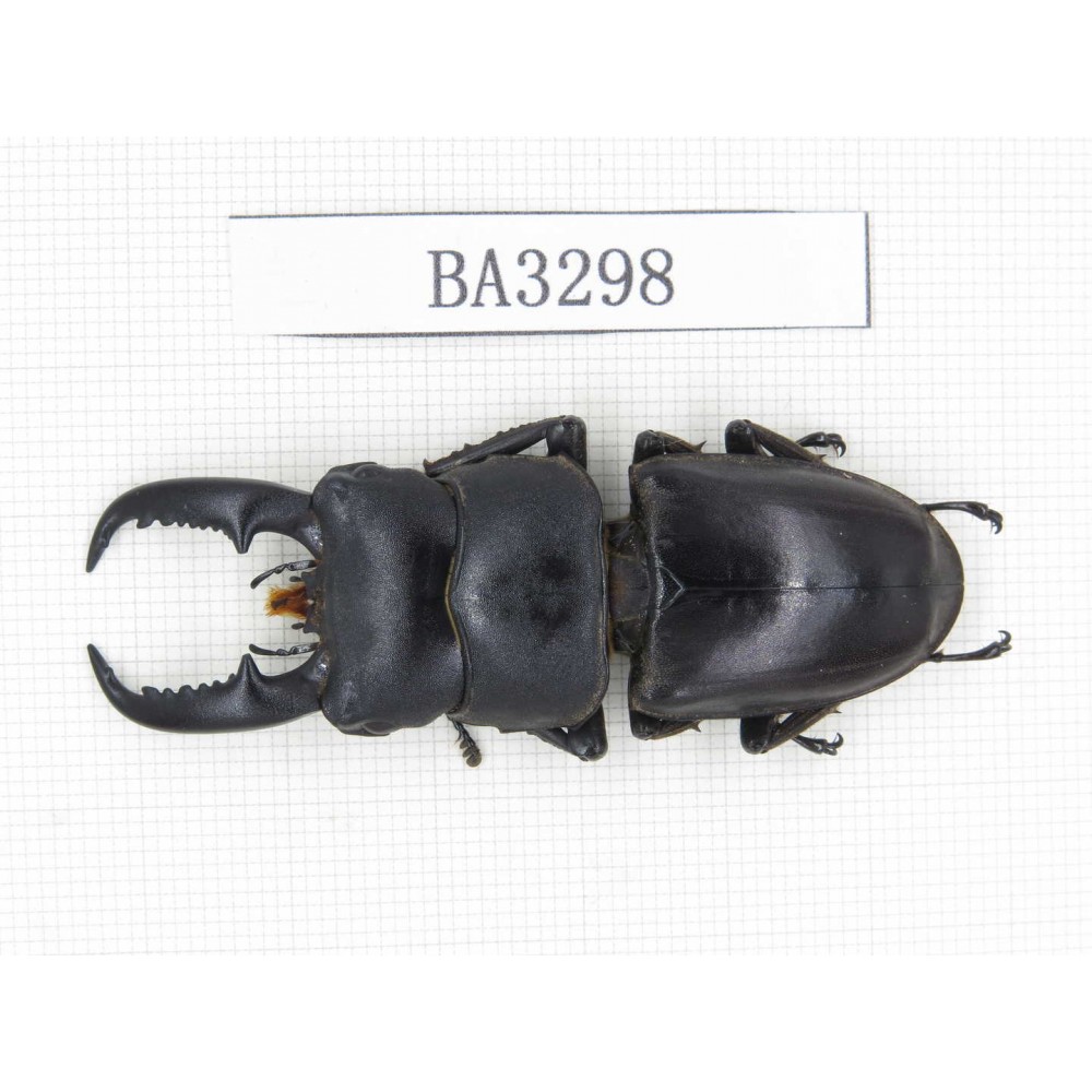 Dorcus sp. China, Yunnan, Honghe, Jinping county. 1M. BA3298.