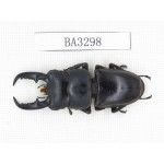 Dorcus sp. China, Yunnan, Honghe, Jinping county. 1M. BA3298.
