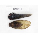 Homoptera sp. China, Yunnan, Honghe, Jinping county. 2Pcs. BA3317.