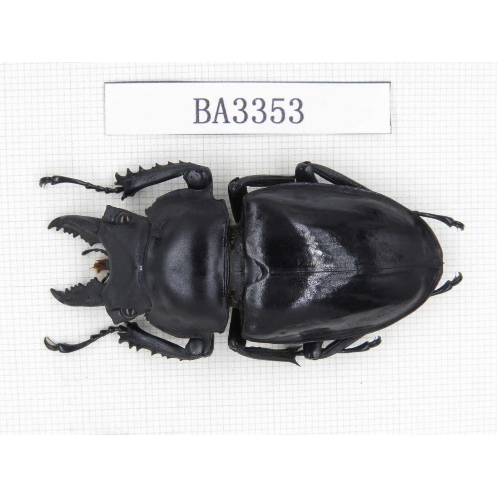 Neolucanus sp. China, Yunnan, Honghe, Jinping county. 1M. BA3353.