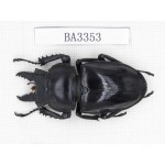 Neolucanus sp. China, Yunnan, Honghe, Jinping county. 1M. BA3353.