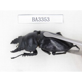 Neolucanus sp. China, Yunnan, Honghe, Jinping county. 1M. BA3353.