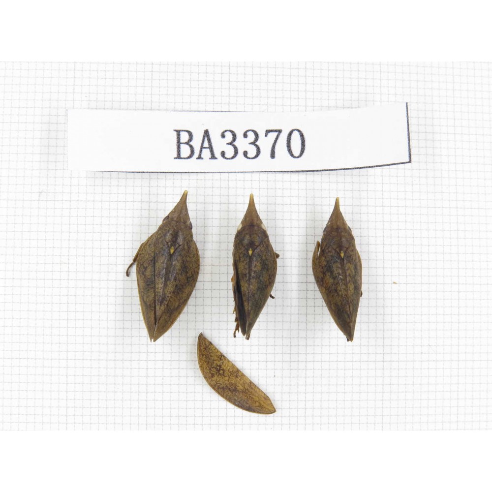 Homoptera sp. China, Yunnan, Nujiang, N of Mt.Biluoxueshan. 3Pcs. BA3370.