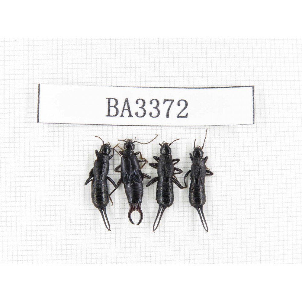 Dermaptera sp. China, Yunnan, Nujiang, N of Mt.Biluoxueshan. 4Pcs. BA3372.