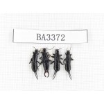 Dermaptera sp. China, Yunnan, Nujiang, N of Mt.Biluoxueshan. 4Pcs. BA3372.