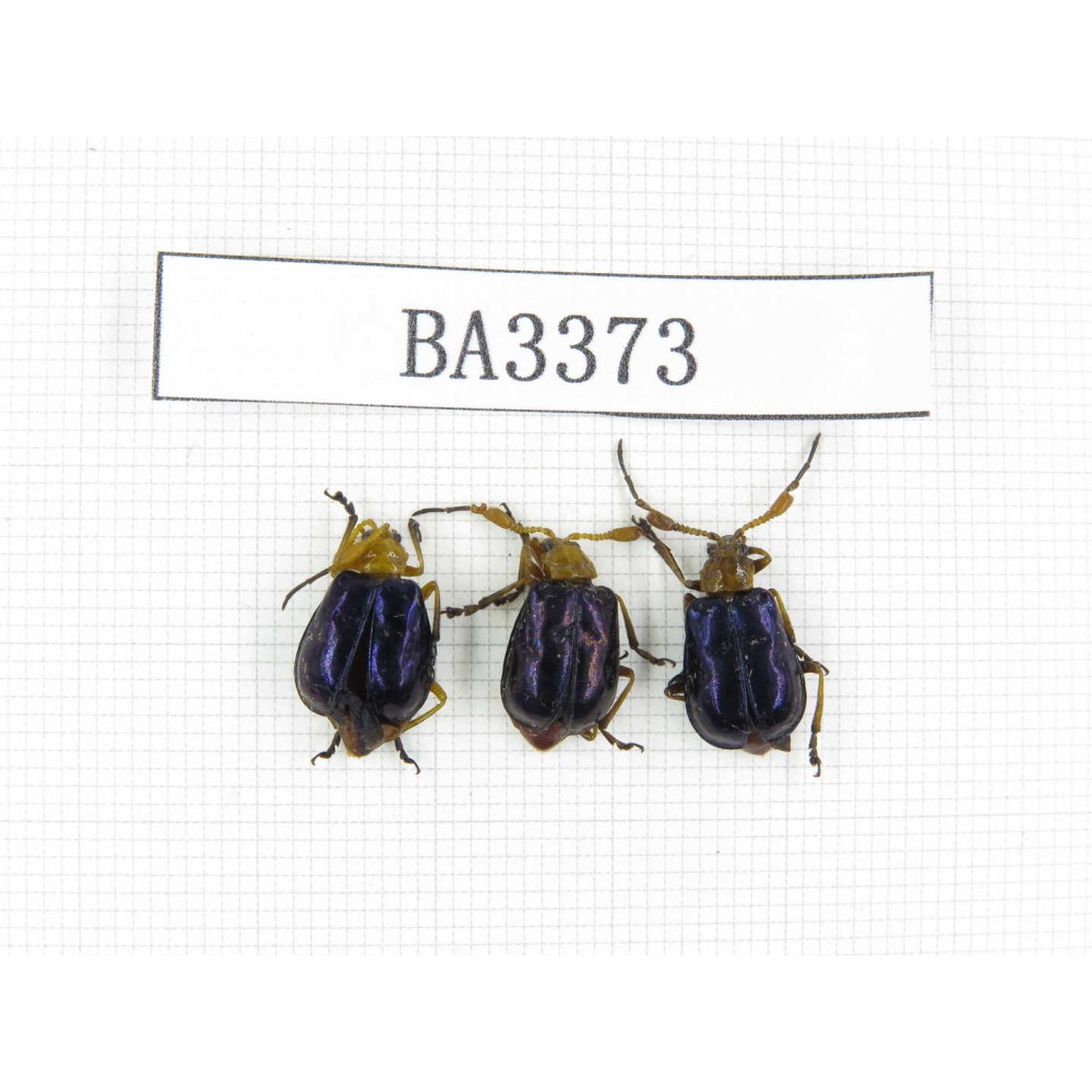 Coleoptera sp. China, Yunnan, Nujiang, N of Mt.Biluoxueshan. 3Pcs. BA3373.