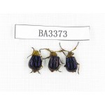 Coleoptera sp. China, Yunnan, Nujiang, N of Mt.Biluoxueshan. 3Pcs. BA3373.