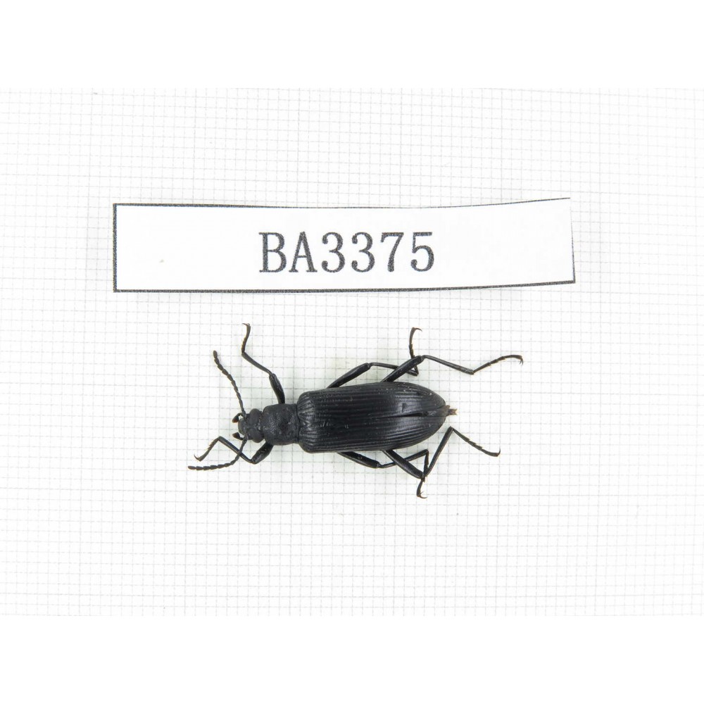 Tenebrionidae sp. China, Yunnan, Nujiang, N of Mt.Biluoxueshan. 1Pcs. BA3375.