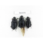 Silphidae sp. China, Yunnan, Nujiang, N of Mt.Biluoxueshan. 3Pcs. BA3376.