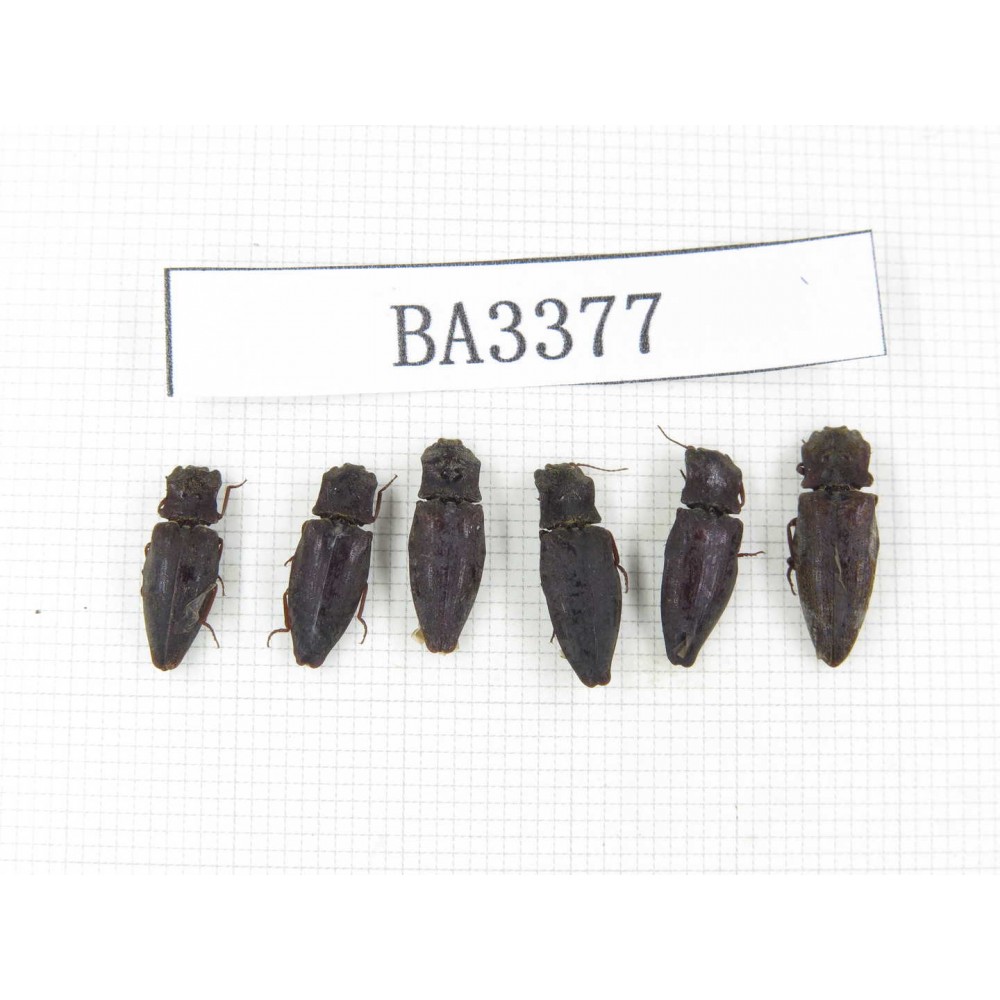 Elateridae sp. China, Yunnan, Nujiang, N of Mt.Biluoxueshan. 6Pcs. BA3377.