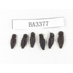 Elateridae sp. China, Yunnan, Nujiang, N of Mt.Biluoxueshan. 6Pcs. BA3377.