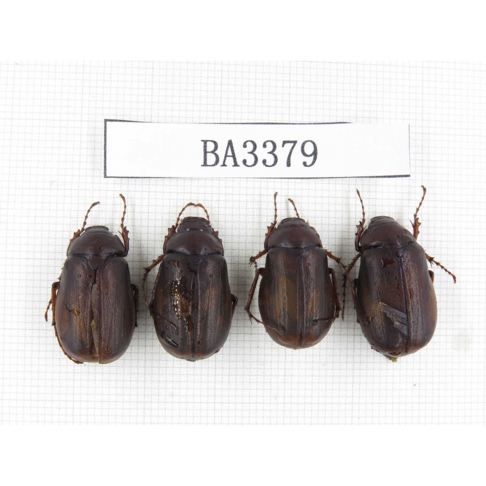 Melolonthidae sp. China, Yunnan, Nujiang, N of Mt.Biluoxueshan. 4Pcs. BA3379.