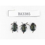 Coleoptera sp. China, Yunnan, Nujiang, N of Mt.Biluoxueshan. 3Pcs. BA3385.