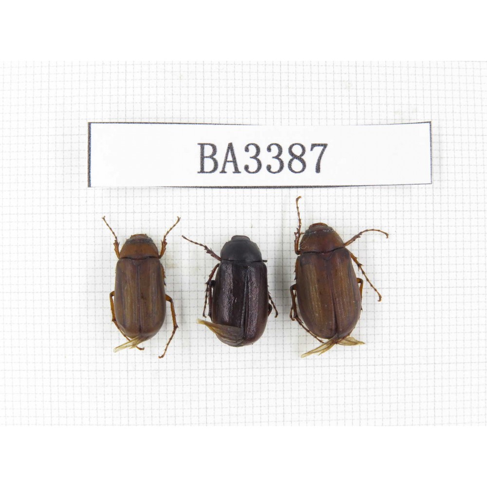 Melolonthidae sp. China, Yunnan, Nujiang, N of Mt.Biluoxueshan. 3Pcs. BA3387.