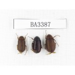 Melolonthidae sp. China, Yunnan, Nujiang, N of Mt.Biluoxueshan. 3Pcs. BA3387.