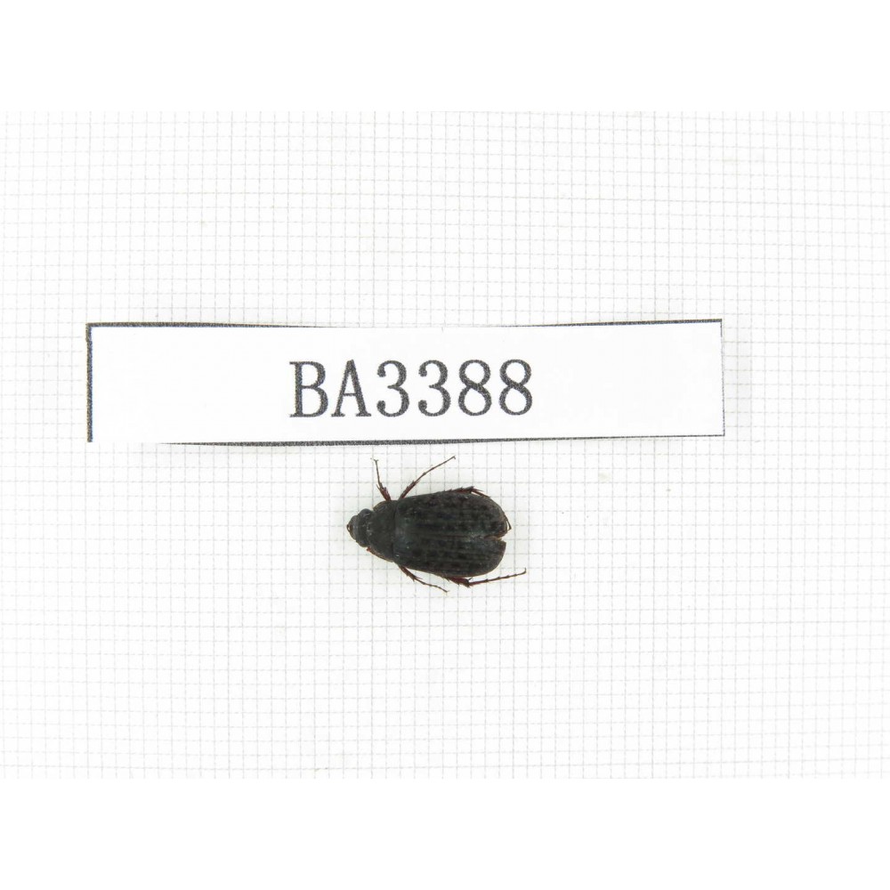 Melolonthidae sp. China, Yunnan, Nujiang, N of Mt.Biluoxueshan. 1Pcs. BA3388.