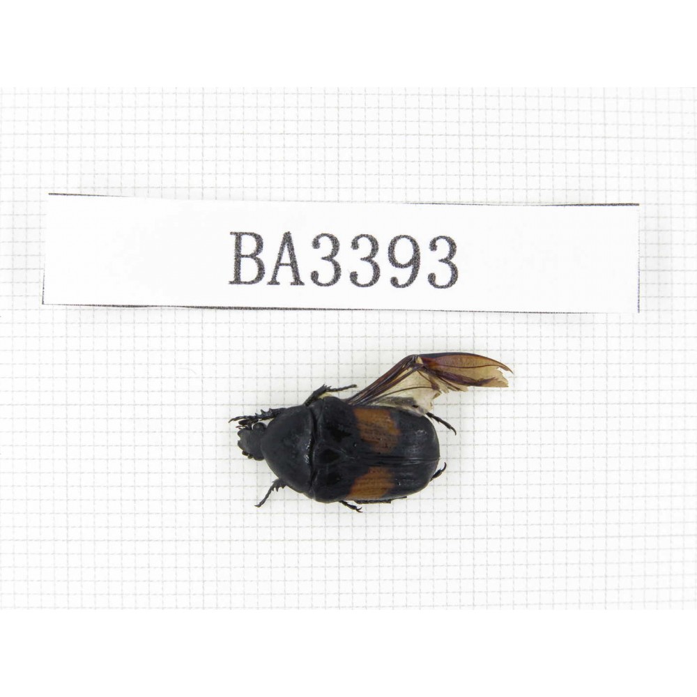 Cetoniidae sp. China, Yunnan, Nujiang, N of Mt.Biluoxueshan. 1Pcs. BA3393.