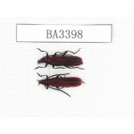 Cerambycidae sp. China, Yunnan, Nujiang, N of Mt.Biluoxueshan. 2Pcs. BA3398.