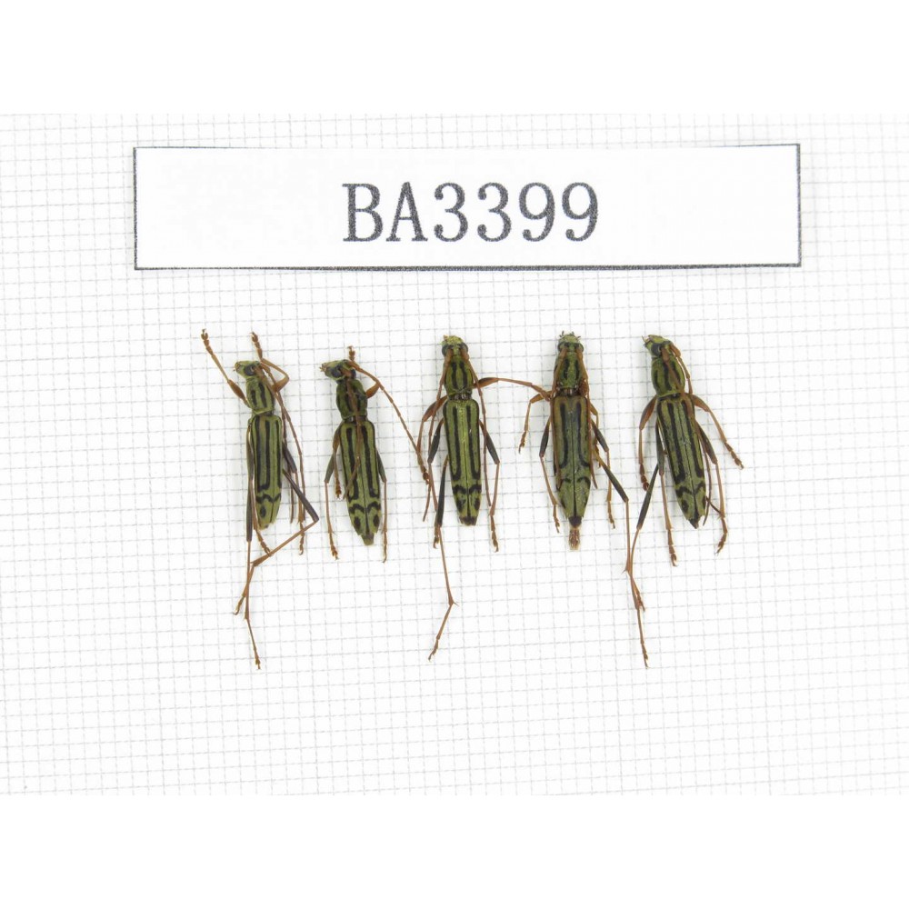 Cerambycidae sp. China, Yunnan, Nujiang, N of Mt.Biluoxueshan. 5Pcs. BA3399.