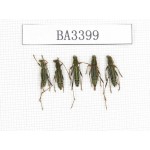 Cerambycidae sp. China, Yunnan, Nujiang, N of Mt.Biluoxueshan. 5Pcs. BA3399.