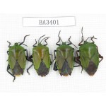 Hemiptera sp. China, Yunnan, Nujiang, N of Mt.Biluoxueshan. 4Pcs. BA3401.