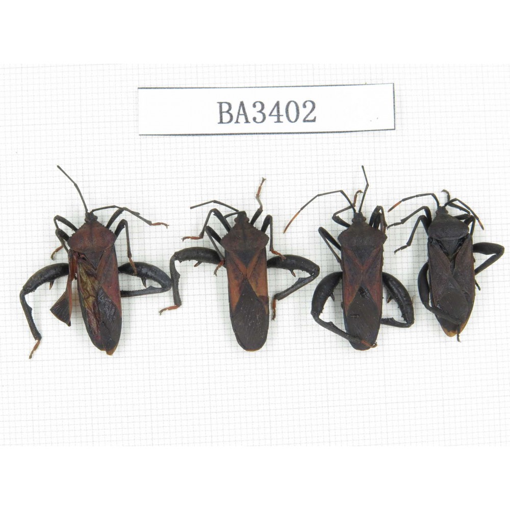 Hemiptera sp. China, Yunnan, Nujiang, N of Mt.Biluoxueshan. 4Pcs. BA3402.