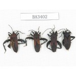 Hemiptera sp. China, Yunnan, Nujiang, N of Mt.Biluoxueshan. 4Pcs. BA3402.