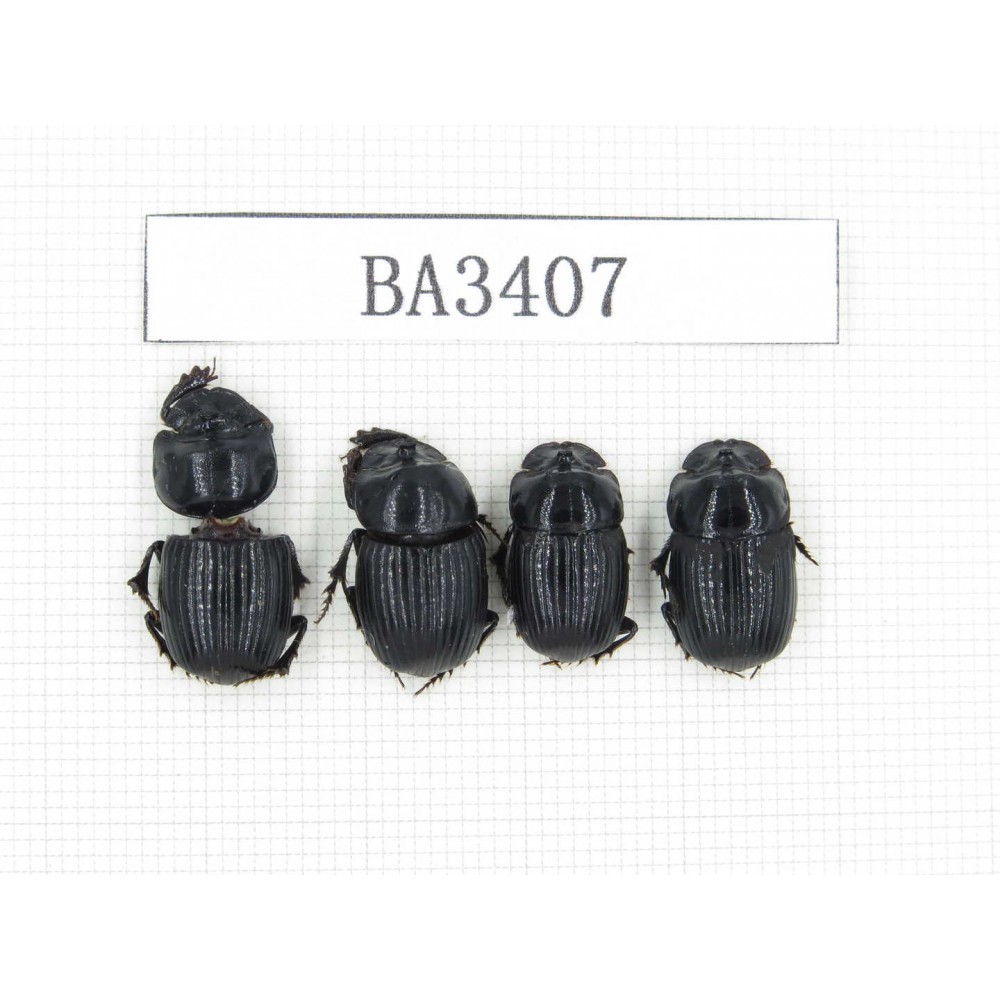 Geotrupidae sp. China, Yunnan, Nujiang, N of Mt.Biluoxueshan. 4Pcs. BA3407.