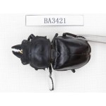 Neolucanus sp. China, Guangdong, Mt.Nanling. 1M. BA3421.