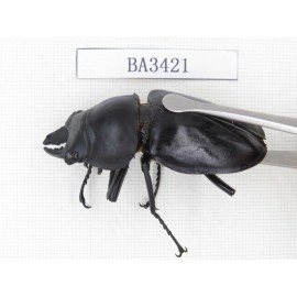 Neolucanus sp. China, Guangdong, Mt.Nanling. 1M. BA3421.