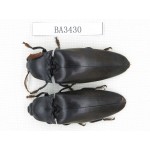 Elateridae sp. China, Guangdong, Mt.Nanling. 2Pcs. BA3430.