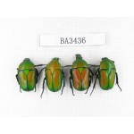 Cetoniidae sp. China, Guizhou, Tongren, Mt.Fanjingshan. 4Pcs. BA3436.